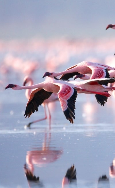 Que ver Delta del Ebro