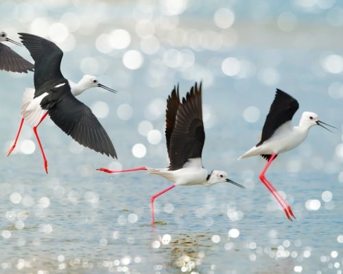 Birdwatching Delta del Ebro