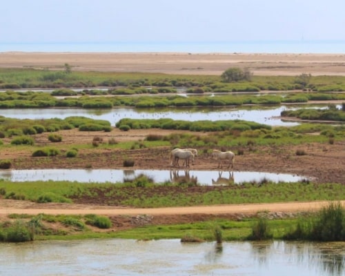 Isla de Buda Delta del Ebro