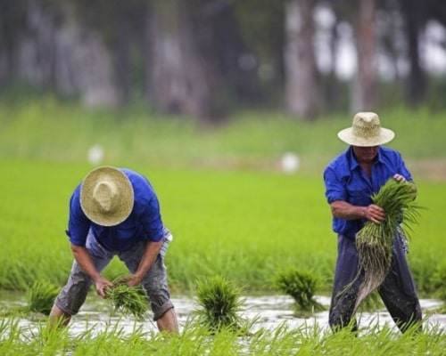 Campos de arroz Delta del Ebro